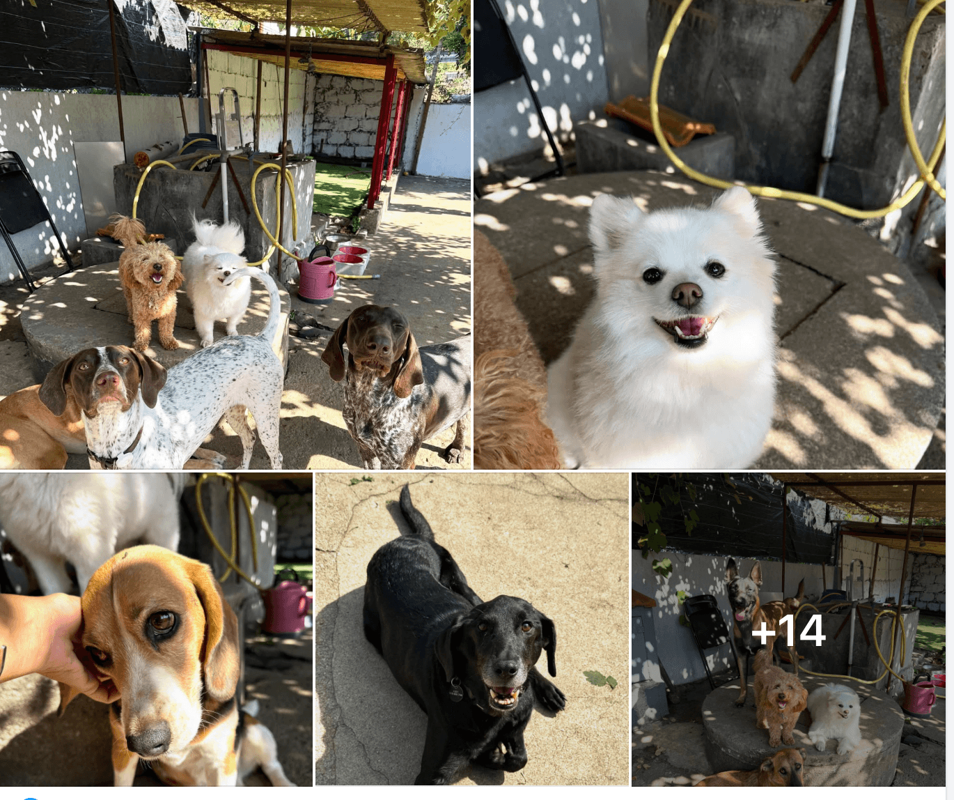 Colagem de cães na Dog Fella