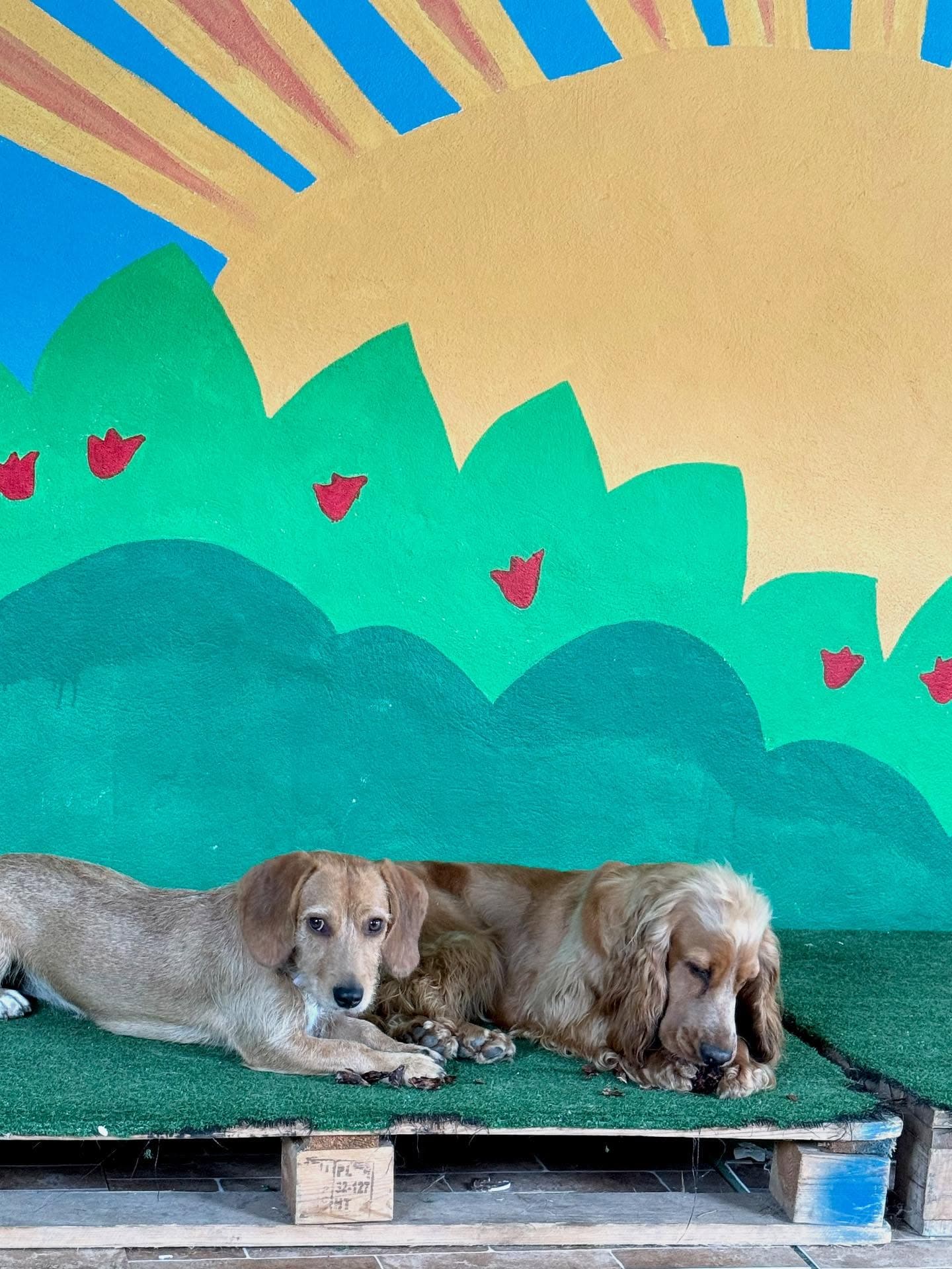 Cães a relaxar na Dog Fella